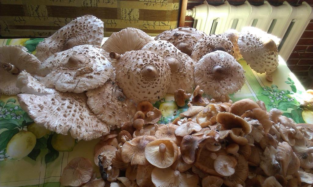 Agro-Tur Domki W Szuwarach Kuty Buitenkant foto