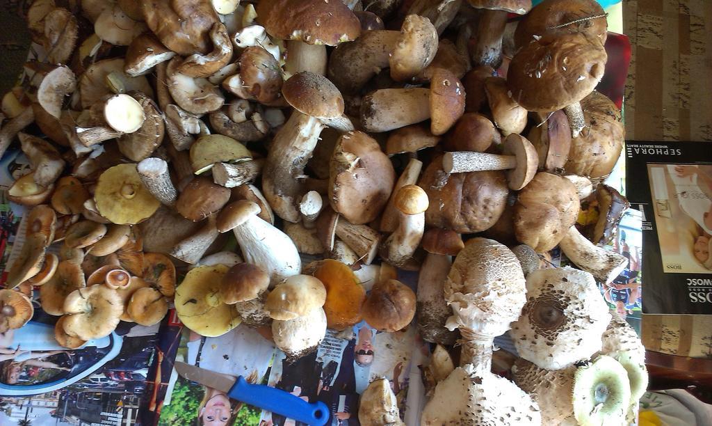 Agro-Tur Domki W Szuwarach Kuty Buitenkant foto