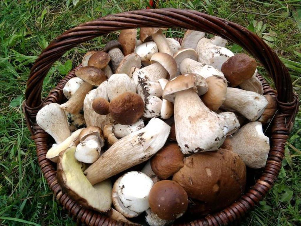 Agro-Tur Domki W Szuwarach Kuty Buitenkant foto